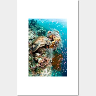 Green turtle (C002/8900) Posters and Art